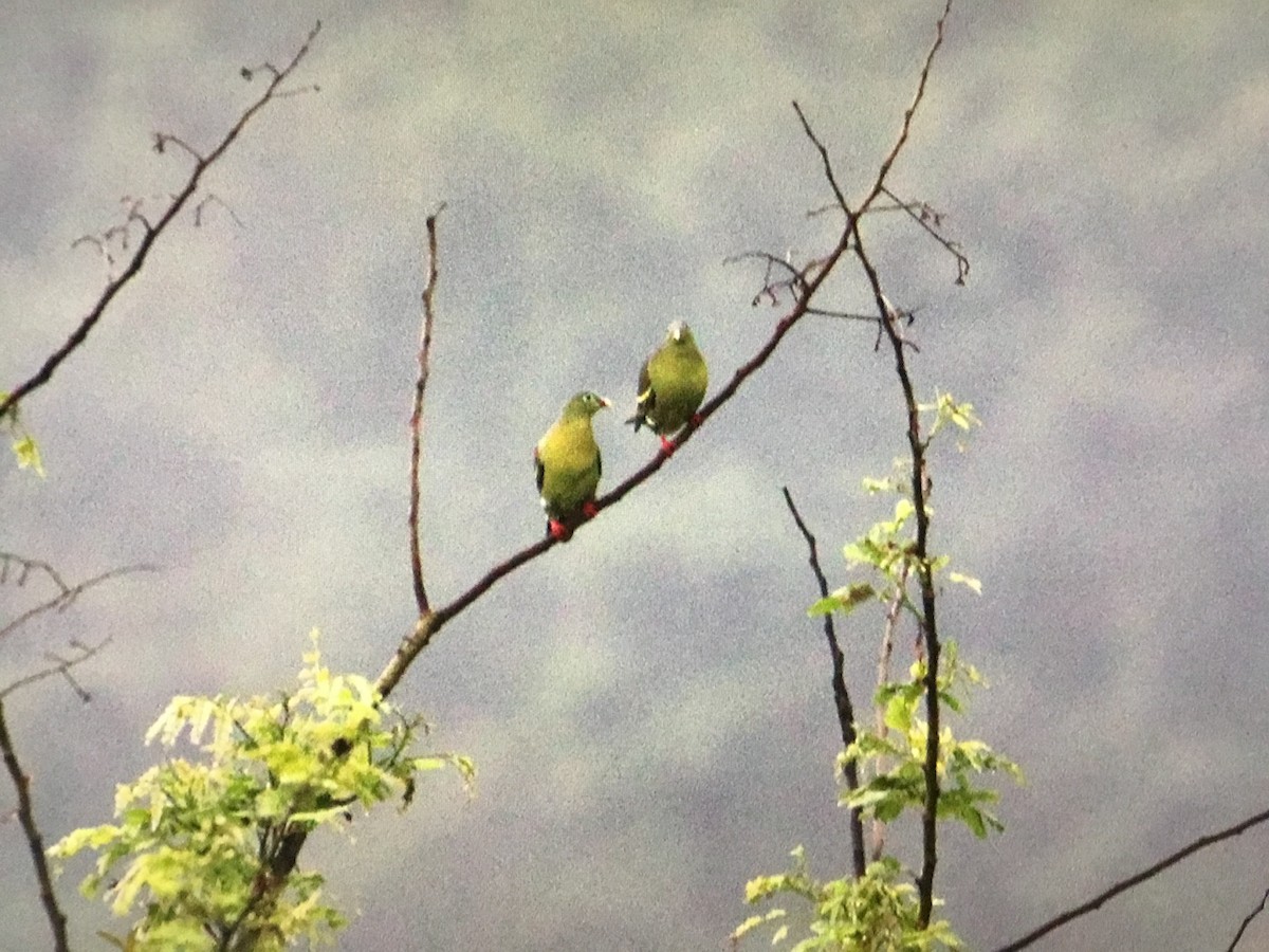 Thick-billed Green-Pigeon - Snehes Bhoumik