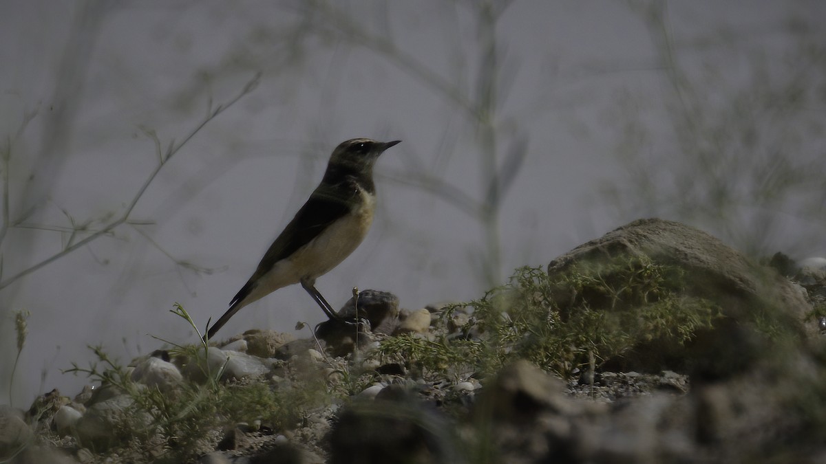 Pied Wheatear - ML535166201