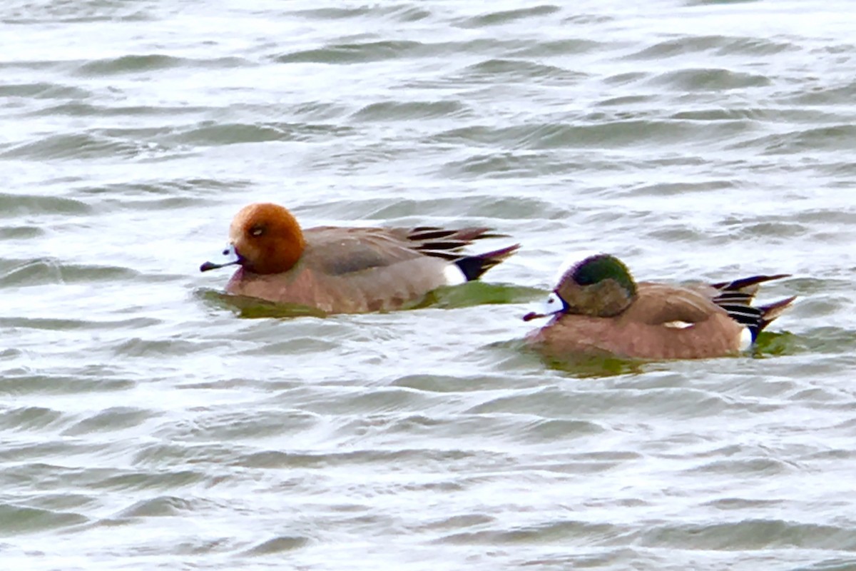 Eurasian Wigeon - ML53516661