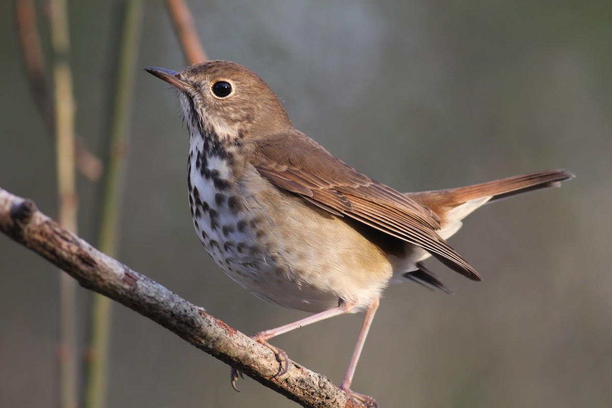 Hermit Thrush - ML53516691