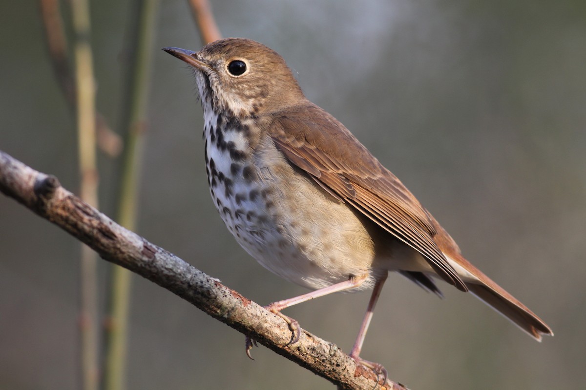 Hermit Thrush - ML53516751