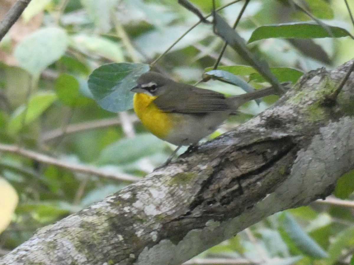 Yellow-breasted Chat - ML535167911
