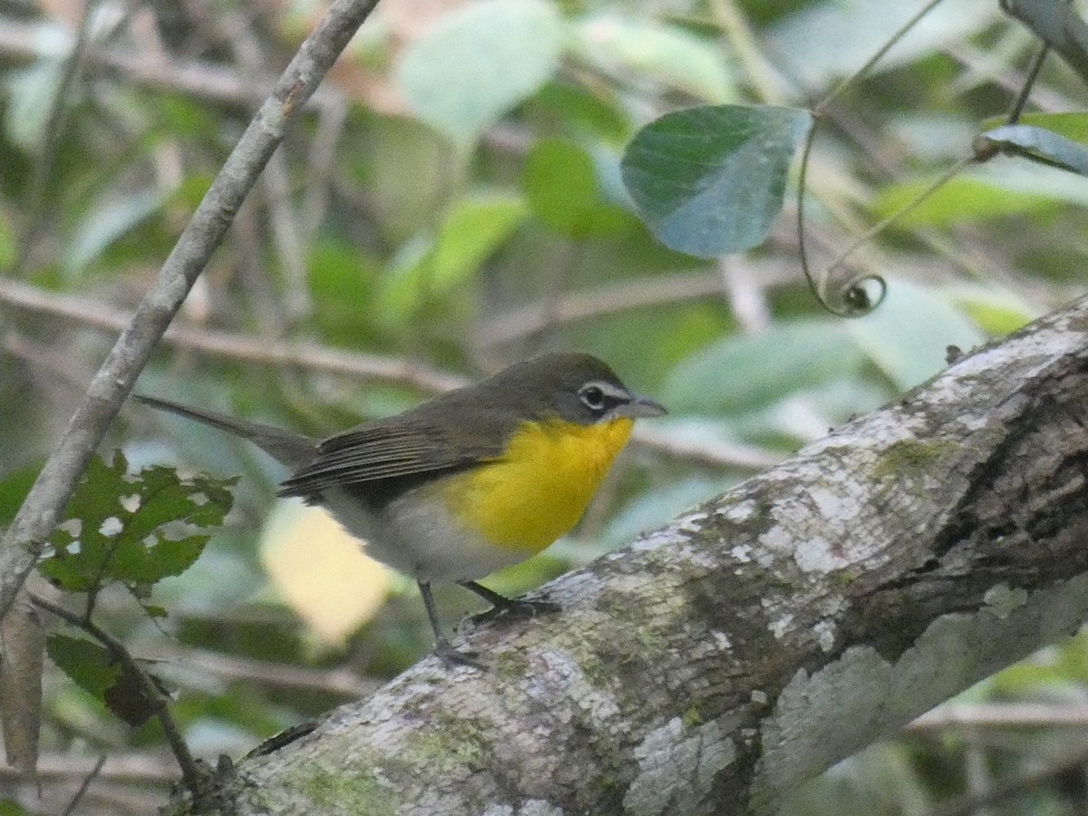 Yellow-breasted Chat - ML535167921