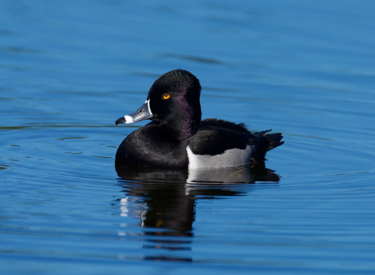 Ring-necked Duck - ML535169211