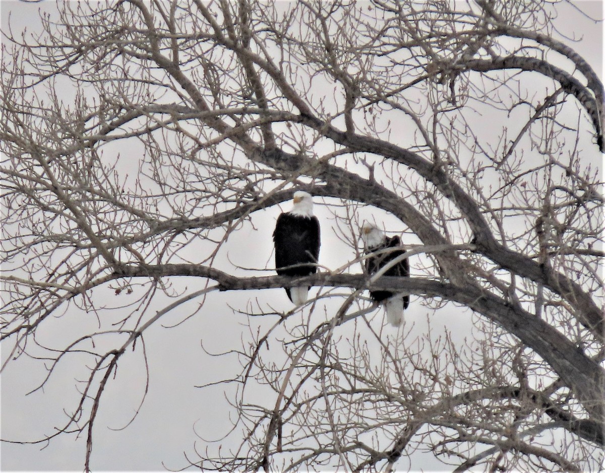 Bald Eagle - ML535169671