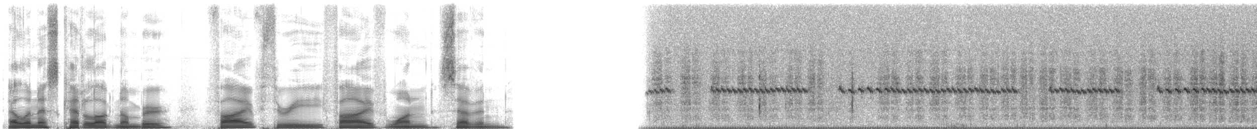 Common Hedgehog - ML53517