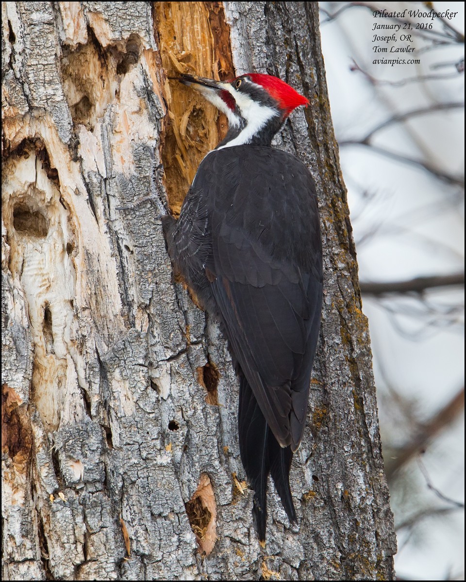 Pileated Woodpecker - ML535170181