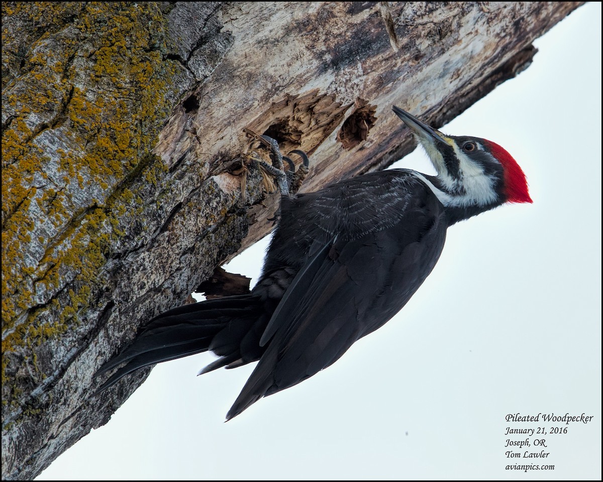 Pileated Woodpecker - ML535170231