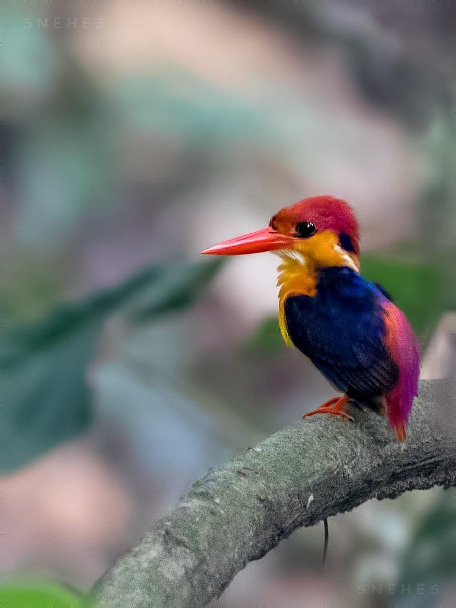 Black-backed Dwarf-Kingfisher - ML535172361