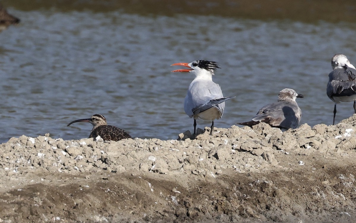 Royal Tern - ML535173361