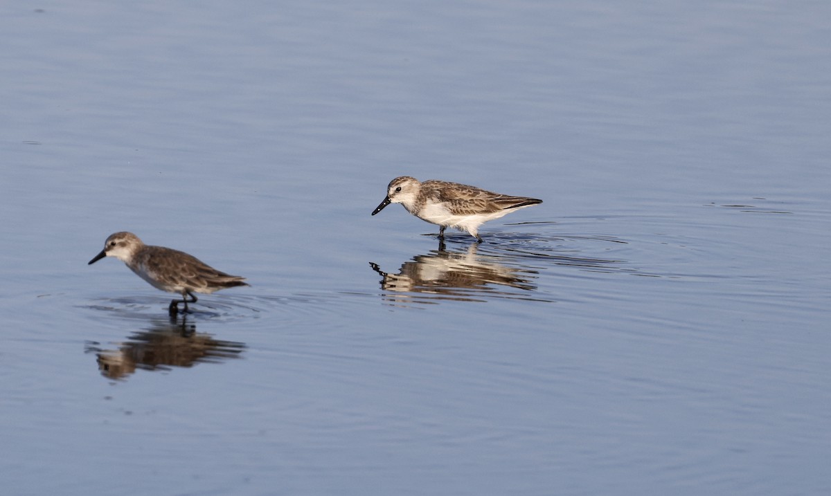 Semipalmated Sandpiper - Anne Bielamowicz