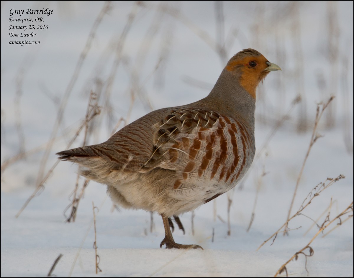 Gray Partridge - ML535177011