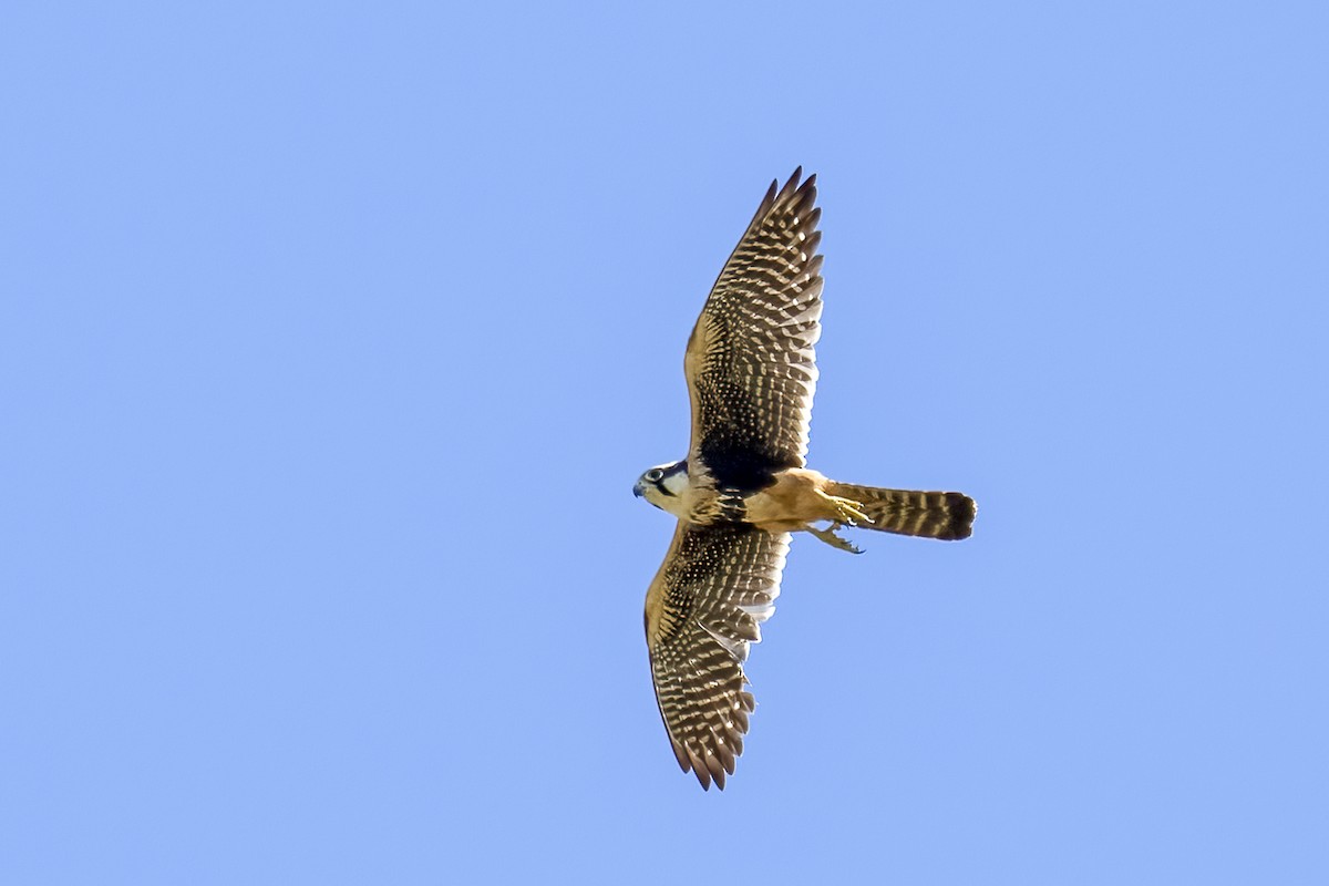 Aplomado Falcon - ML535177801