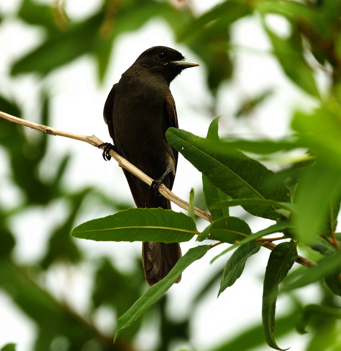 Riverside Tyrant - David Ascanio