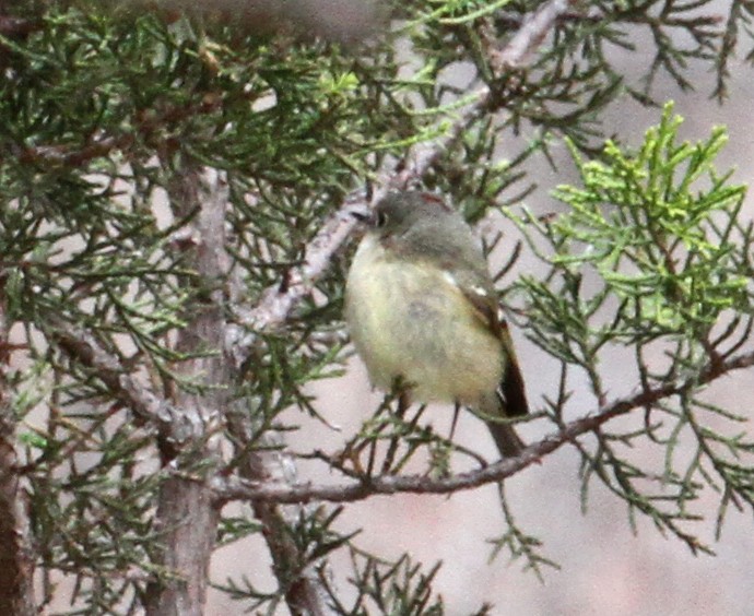 Roitelet à couronne rubis - ML535179471