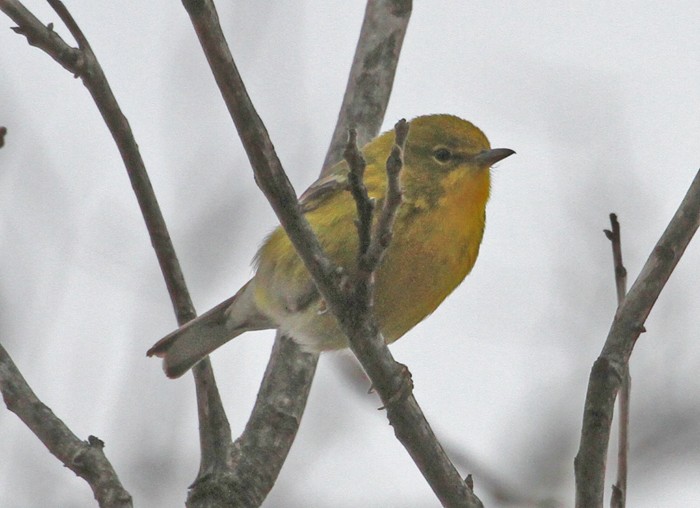 Pine Warbler - ML535179841