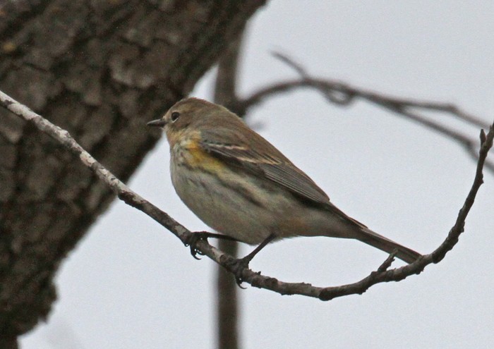 Yellow-rumped Warbler - ML535179941