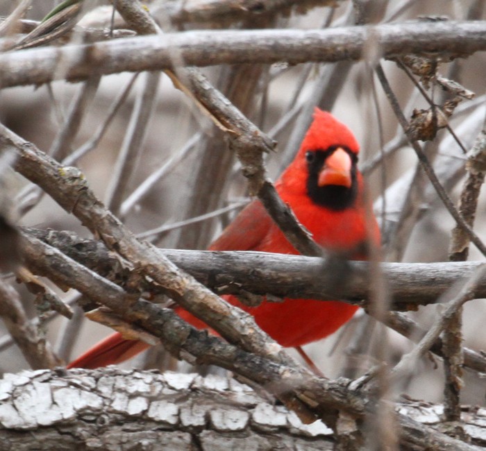 Cardinal rouge - ML535180021