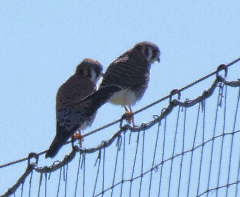 American Kestrel - ML535180461