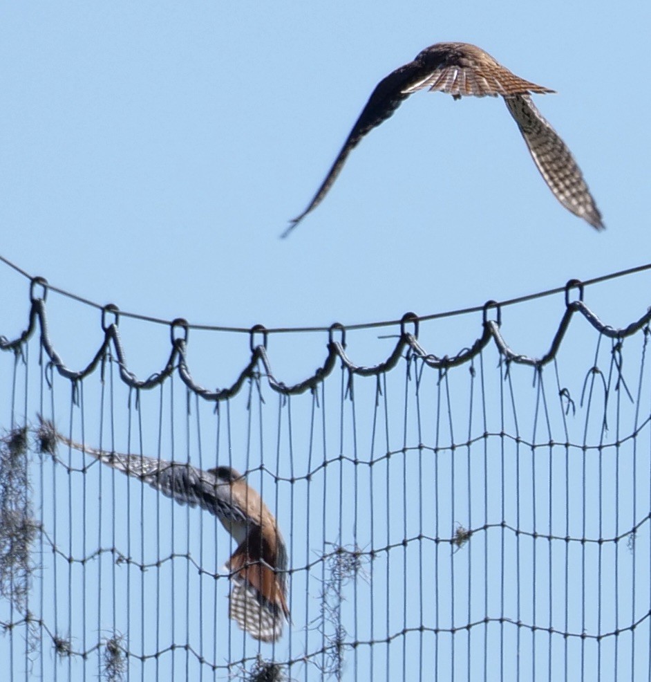 American Kestrel - Lee & Mary Ann Evans