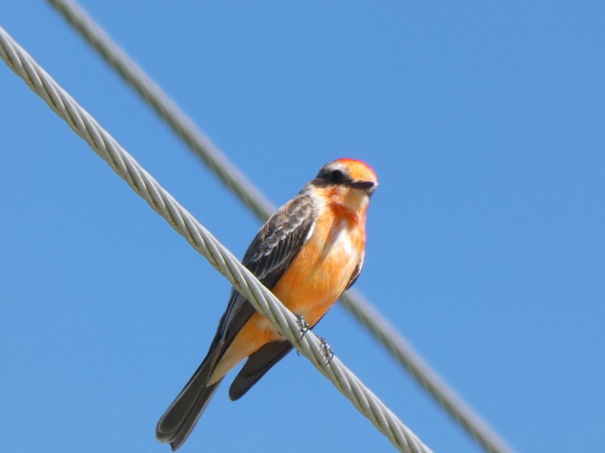 Vermilion Flycatcher - ML535181741