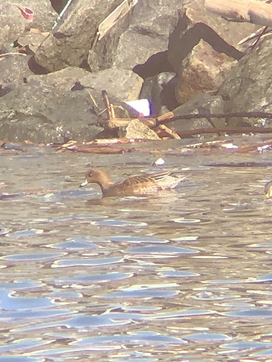 Eurasian Wigeon - ML535181771