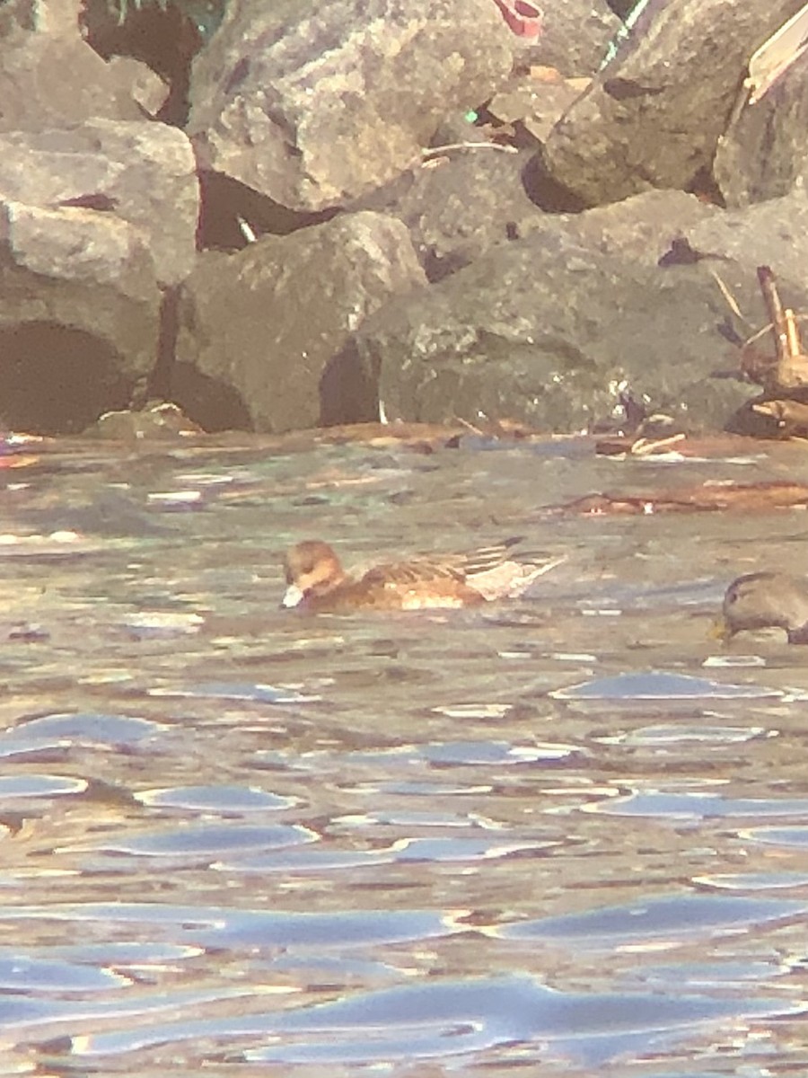 Eurasian Wigeon - ML535181791