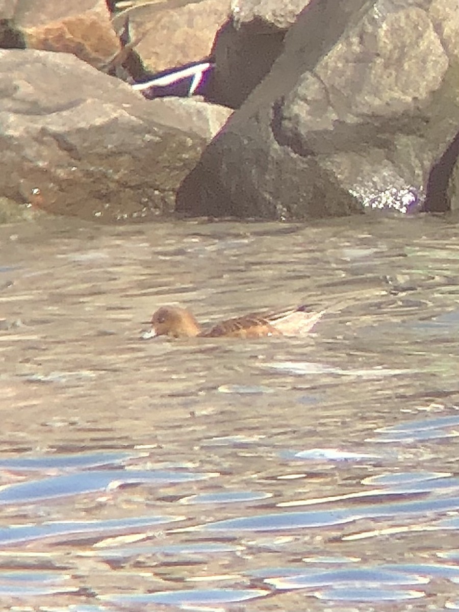 Eurasian Wigeon - ML535181811