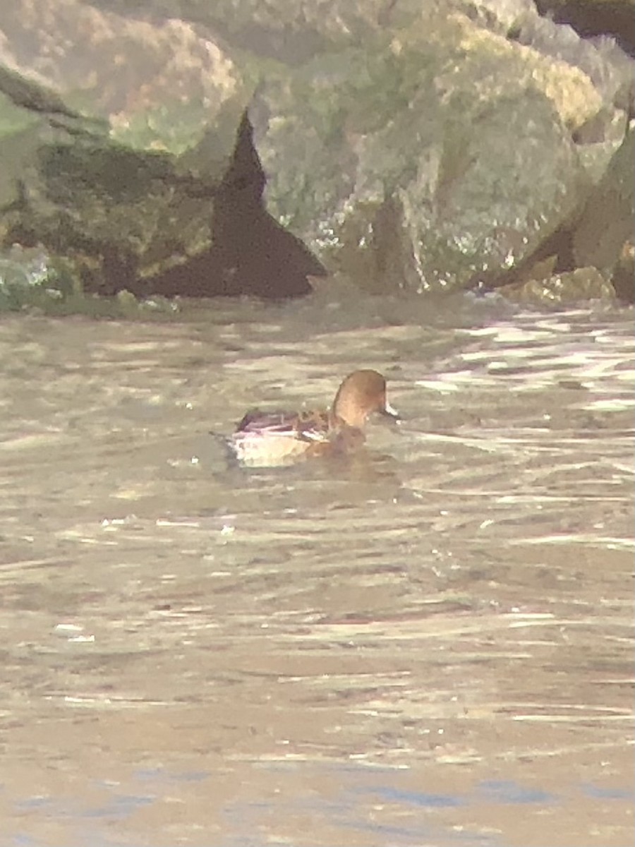 Eurasian Wigeon - ML535181821