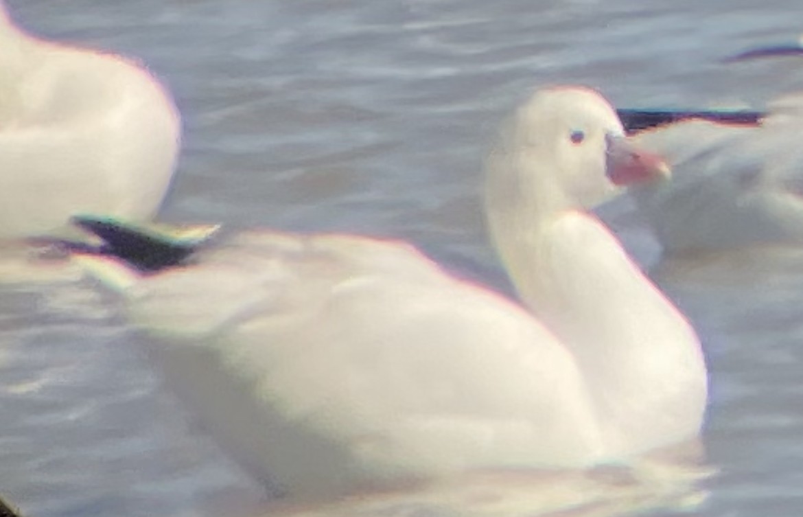 Ross's Goose - ML535182321