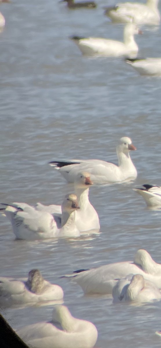 Ross's Goose - ML535182331