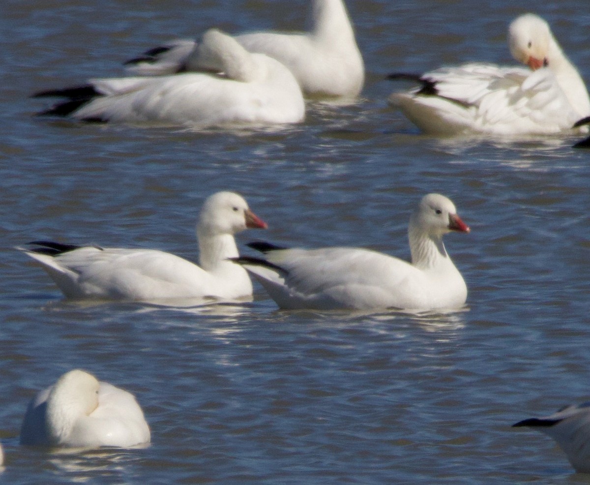 Ross's Goose - ML535182341