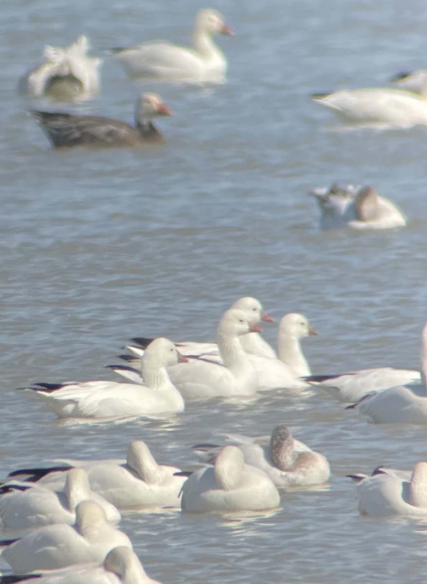 Ross's Goose - ML535182351