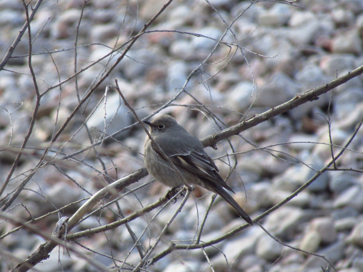 Townsend's Solitaire - Eduardo Sánchez