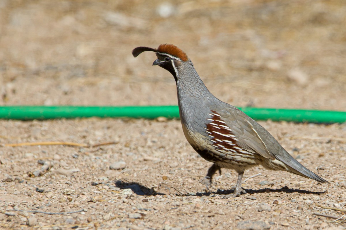 Gambel's Quail - Braxton Landsman