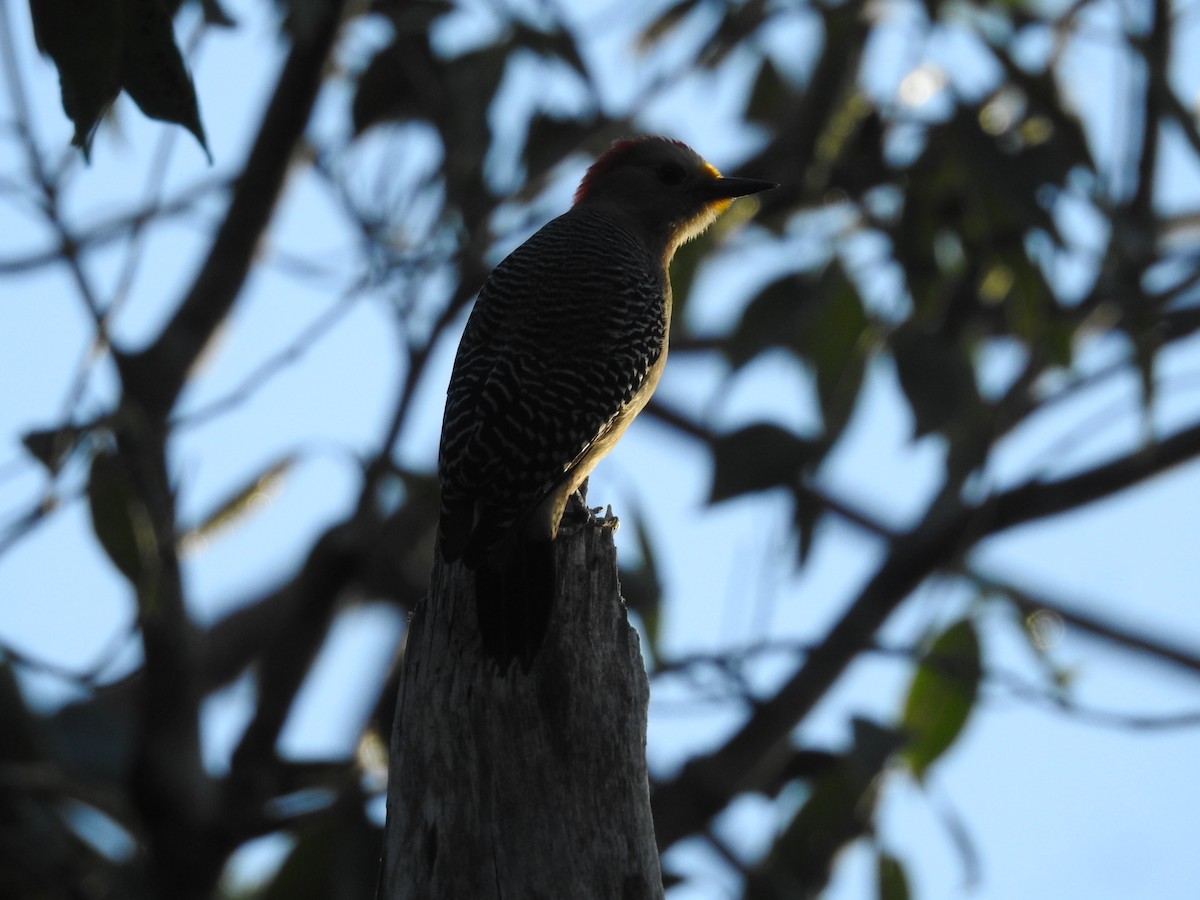 Yucatan Woodpecker - ML535183911