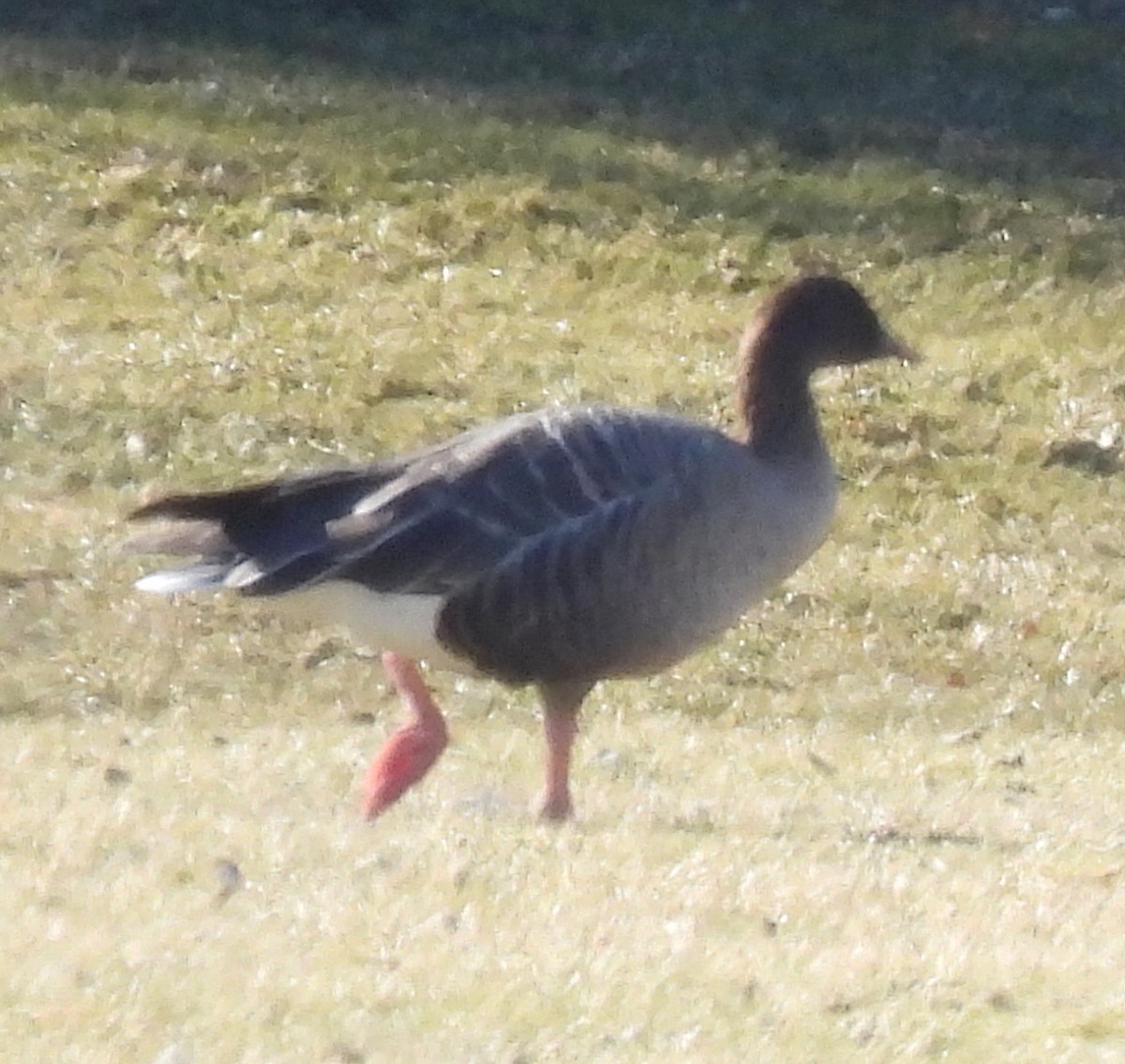 Pink-footed Goose - ML535185971