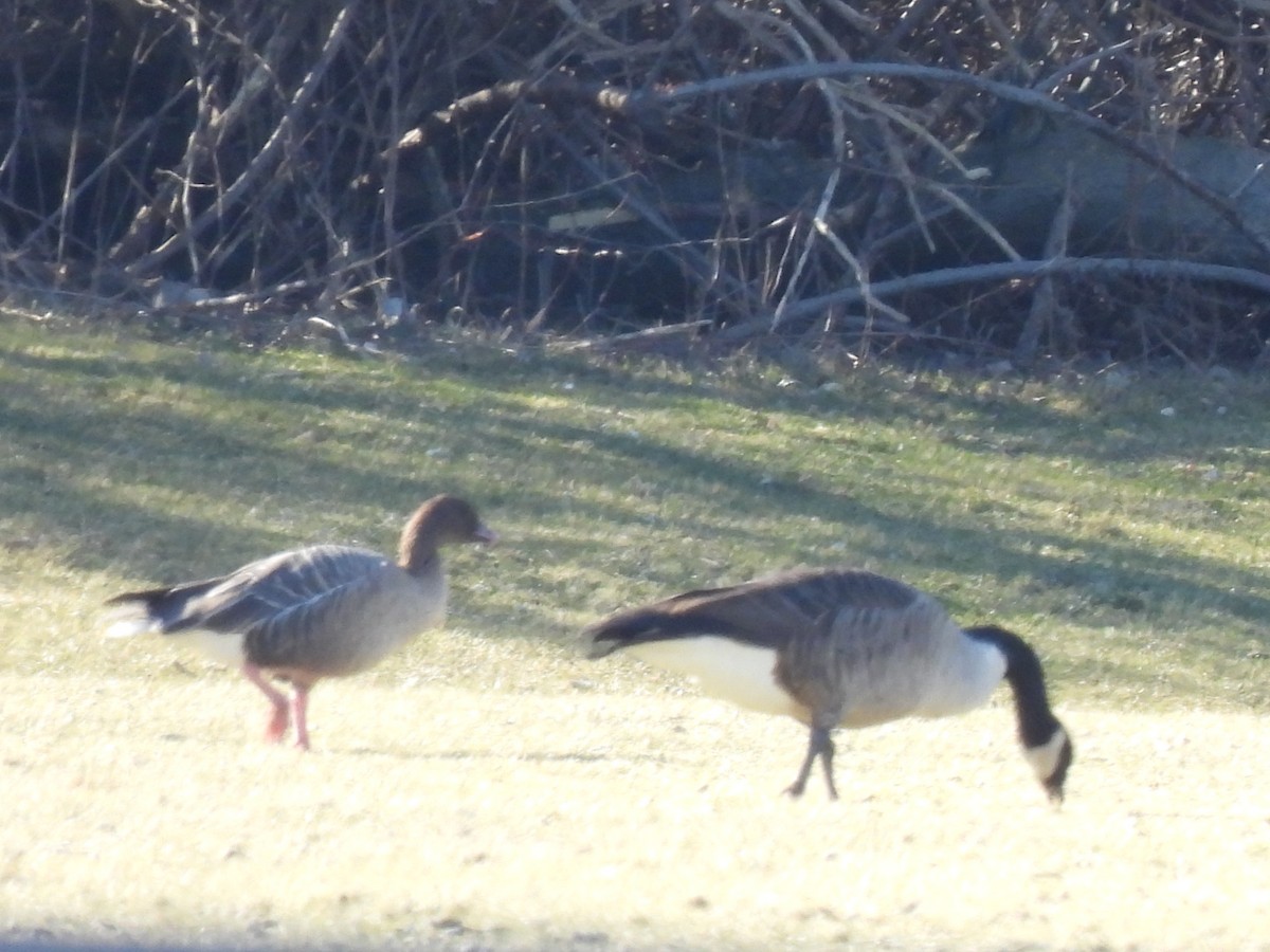 Pink-footed Goose - ML535185981