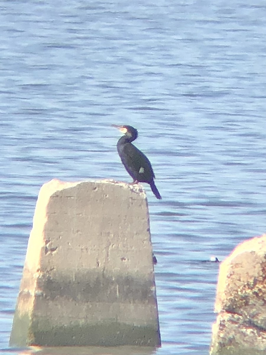 Great Cormorant (North Atlantic) - ML535186011