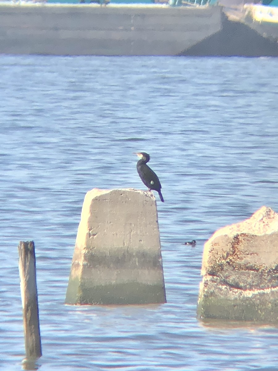 Great Cormorant (North Atlantic) - ML535186041