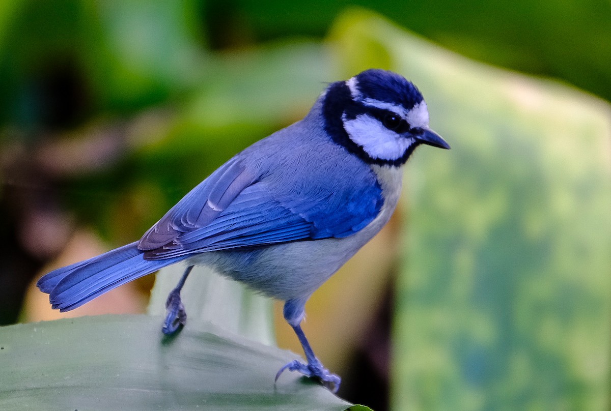 African Blue Tit - ML535186331