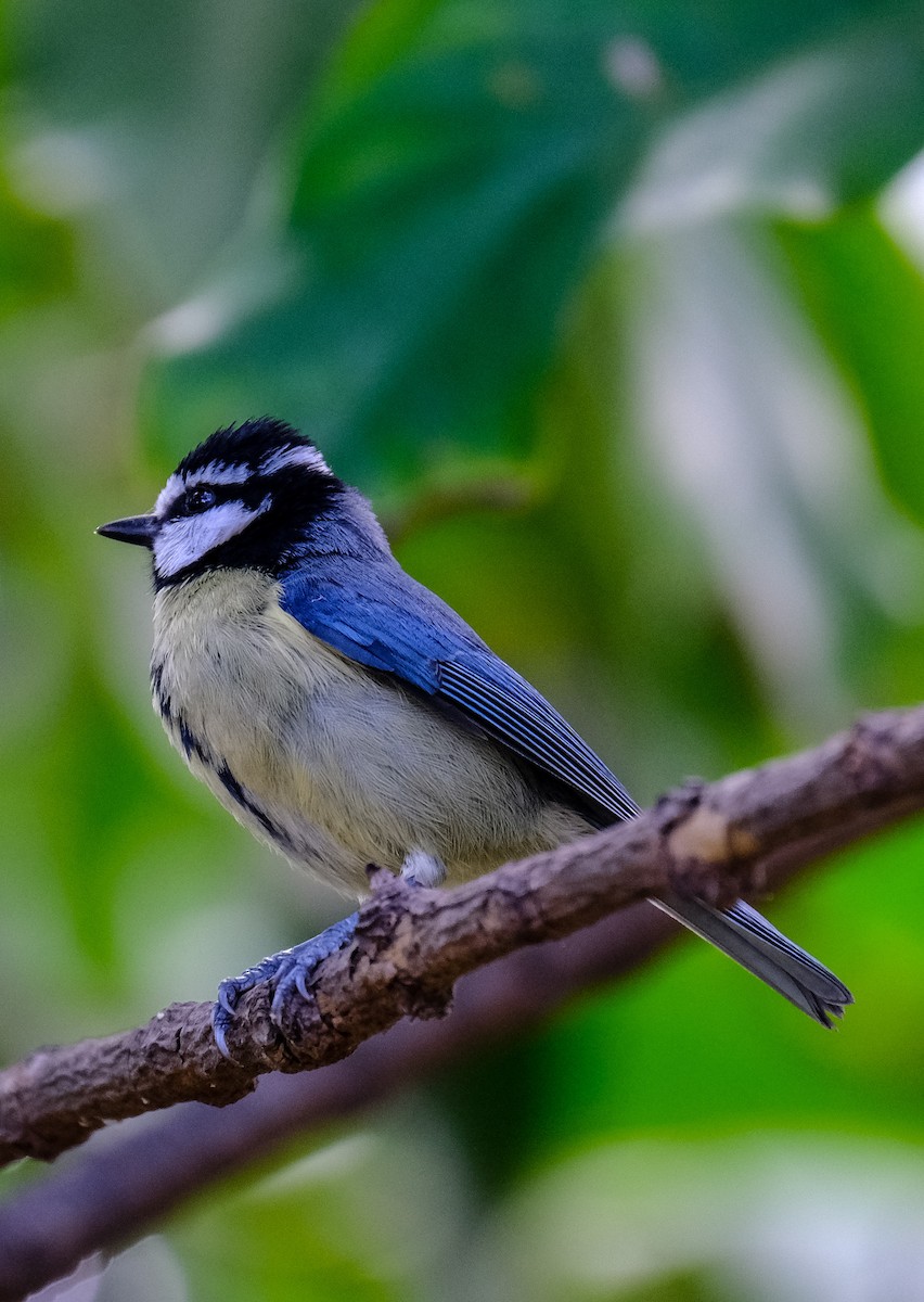 African Blue Tit - ML535186381