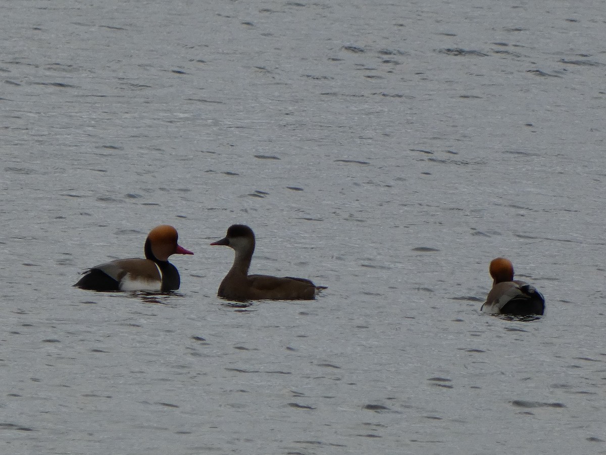 Red-crested Pochard - ML535186641