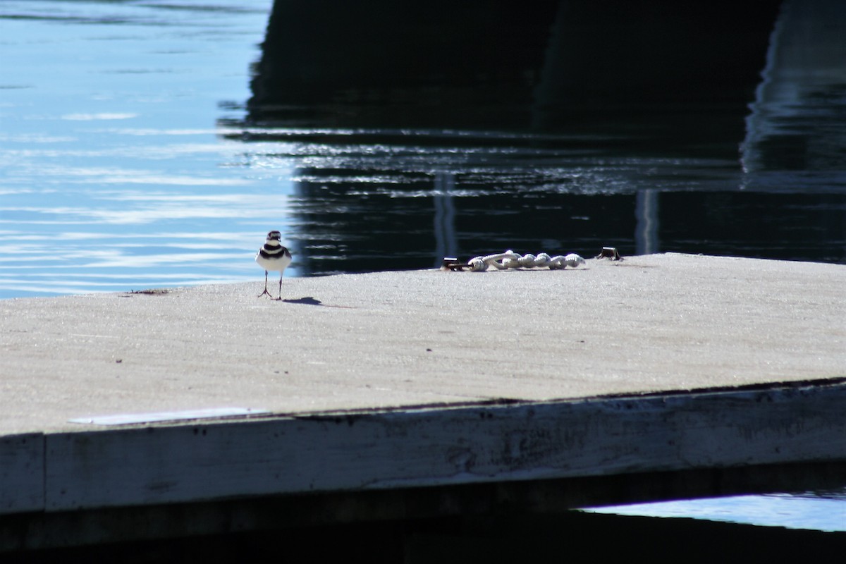 Killdeer - ML53518801