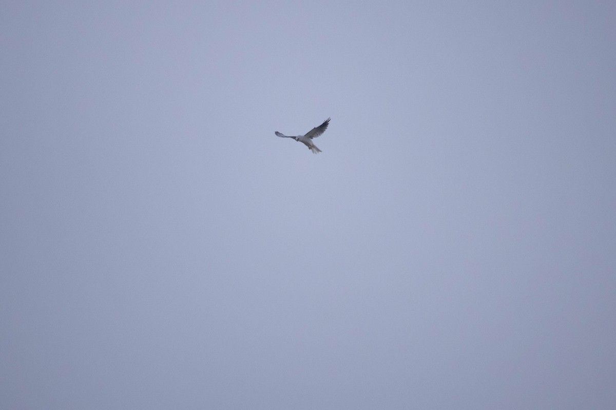 White-tailed Kite - Pedro Burgos Villaseca