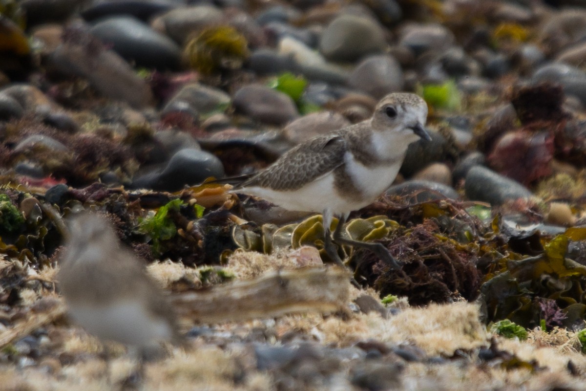 Two-banded Plover - ML535189111