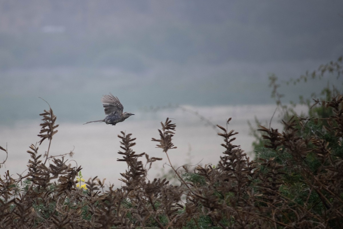 Chilean Mockingbird - ML535189591