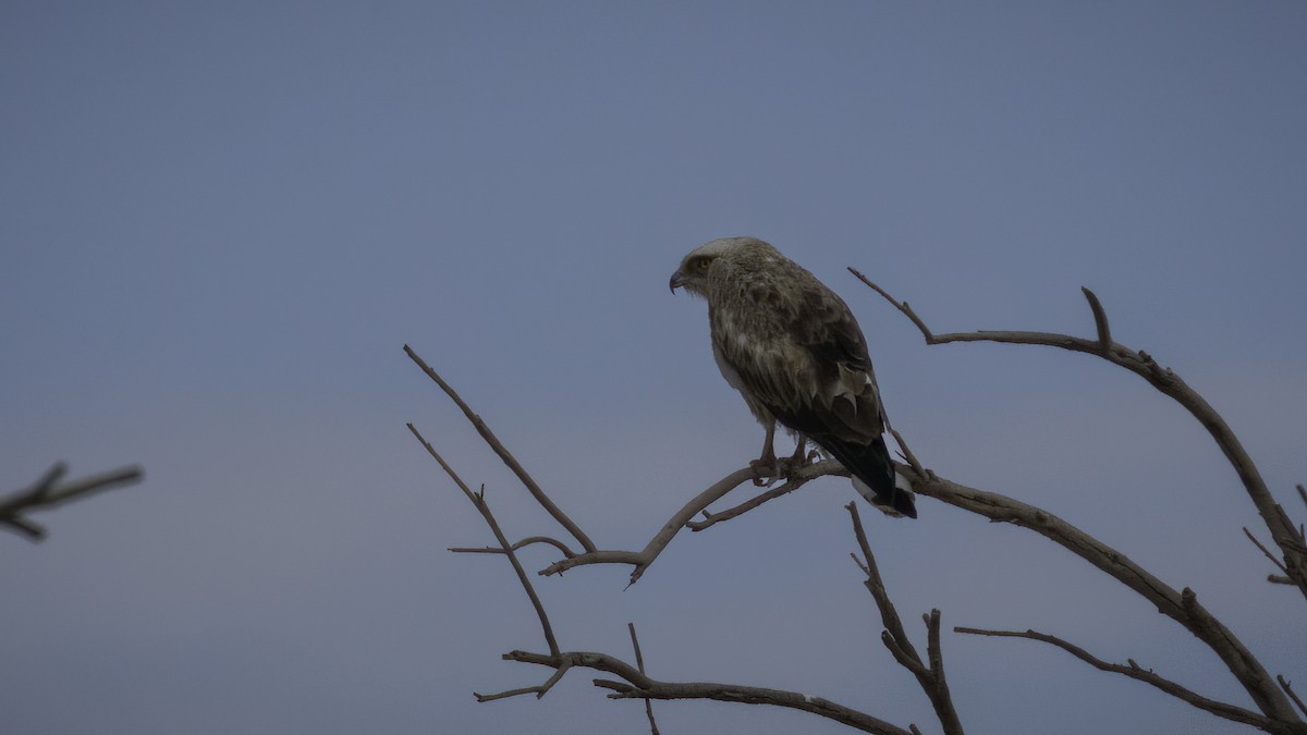 Short-toed Snake-Eagle - ML535189871