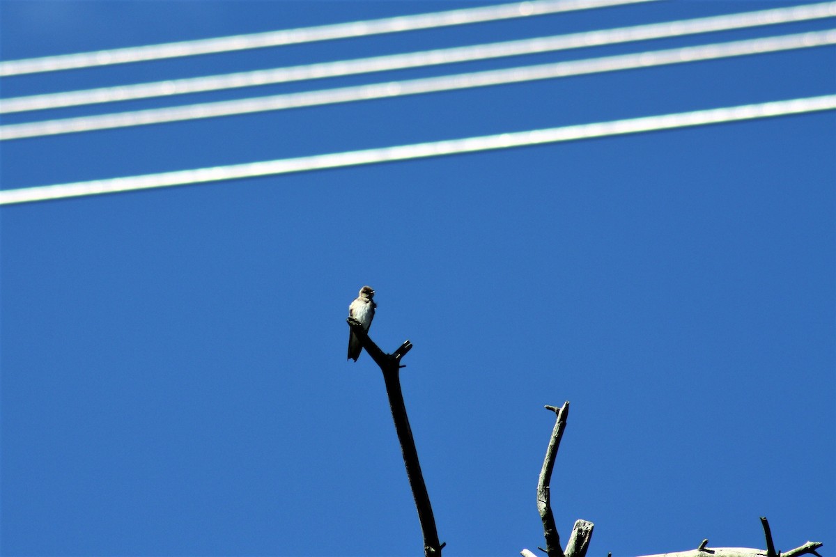 Northern Rough-winged Swallow - ML53519071