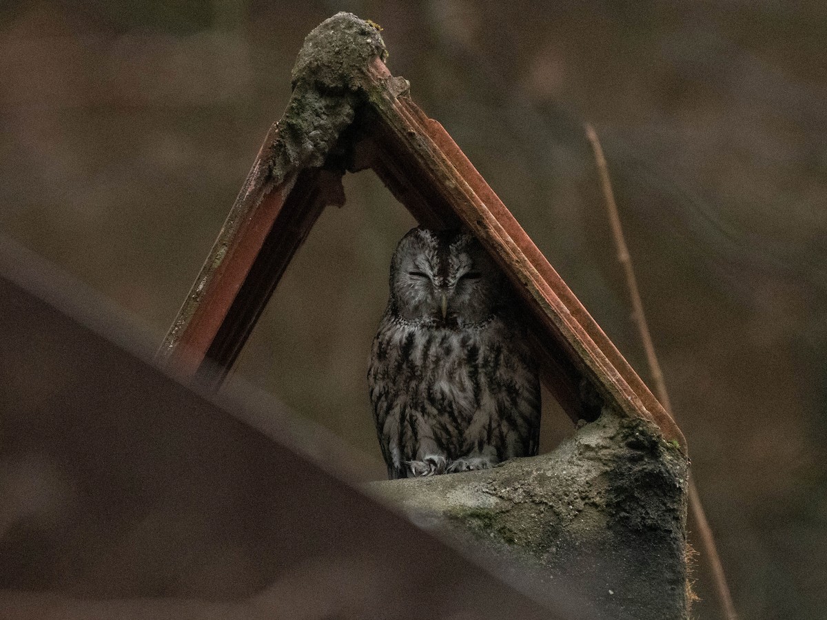 Tawny Owl - ML535191491